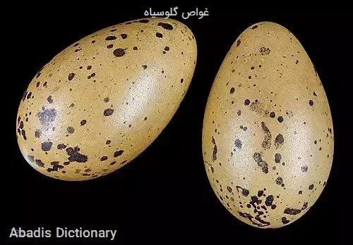 غواص گلوسیاه